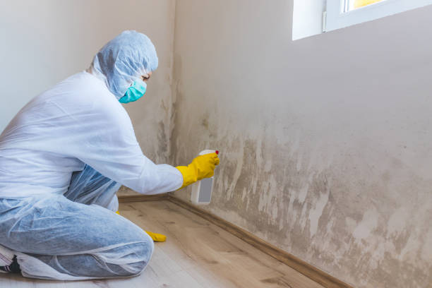 Hvac And Air Duct Mold Remediation inspection of HVAC system in Bellwood