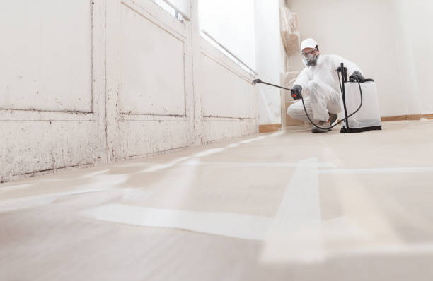 Black mold remediation team in Bellwood